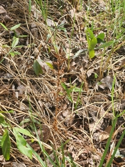 Habenaria floribunda