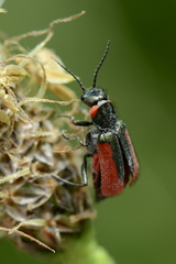 Malachius aeneus
