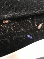 Armadillidium vulgare