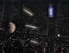 Armadillidium vulgare