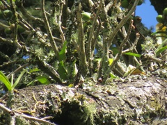 Dermatobotrys saundersii