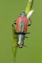Malachius aeneus