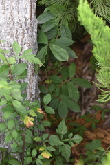 Rhamnella franguloides