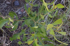 Olea exasperata