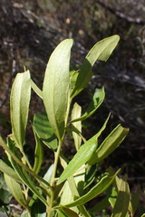 Olea exasperata