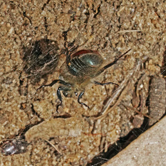 Paracotalpa ursina