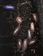 Armadillidium vulgare