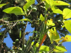 Dermatobotrys saundersii