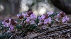 Astragalus cobrensis