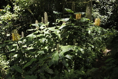 Hedychium gardnerianum image