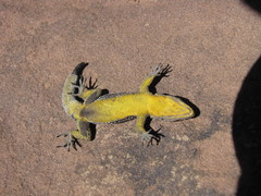 Quedenfeldtia trachyblepharus