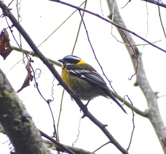 Spindalis dominicensis