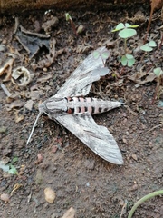 Agrius convolvuli