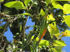 Dermatobotrys saundersii