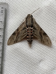 Agrius convolvuli