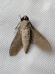 Agrius convolvuli