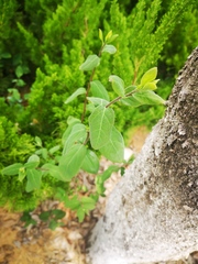 Maclura tricuspidata