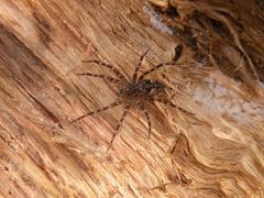 Dolomedes tenebrosus