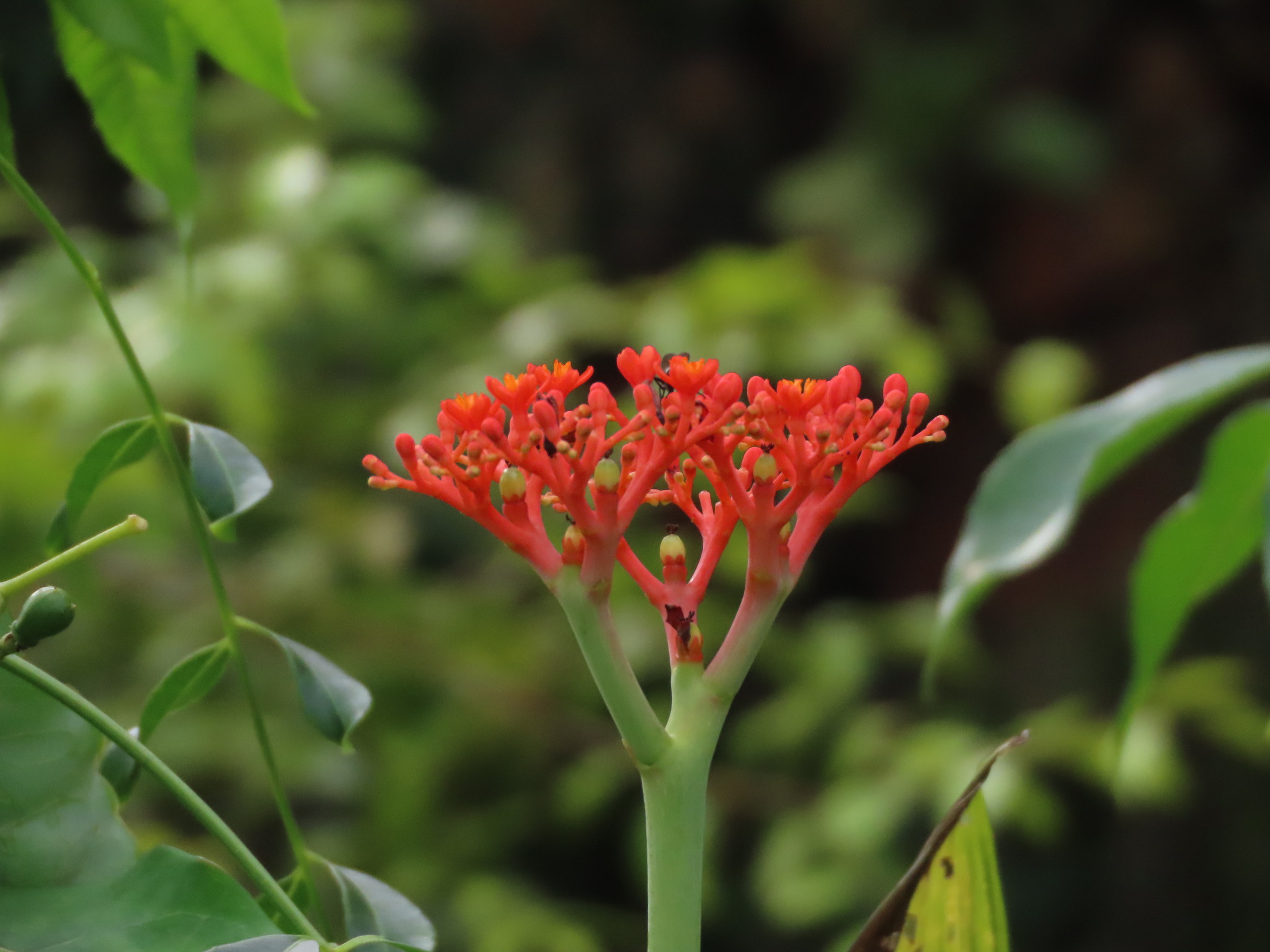 Jatropha podagrica