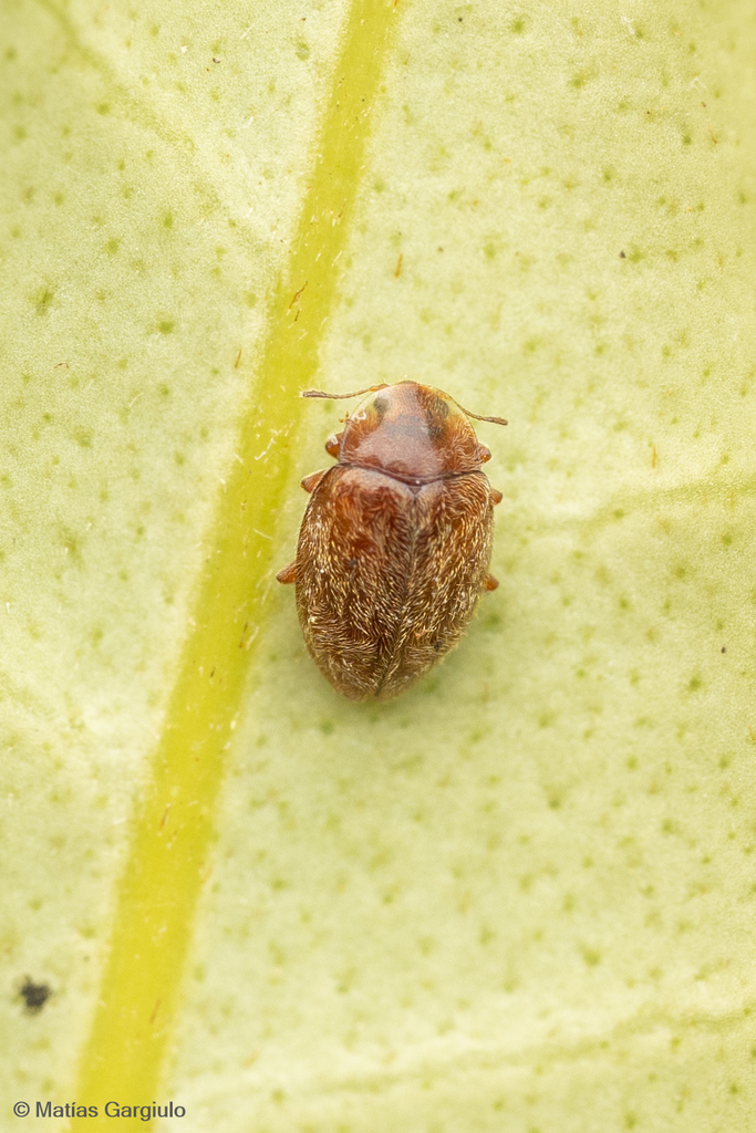 Orynipus