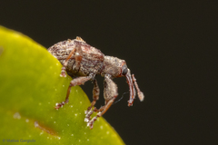 Neopsilorhinus collaris