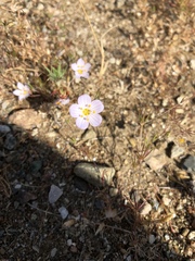 Leptosiphon liniflorus