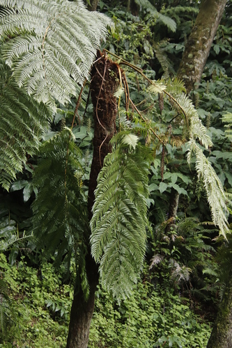 Alsophila thomsonii