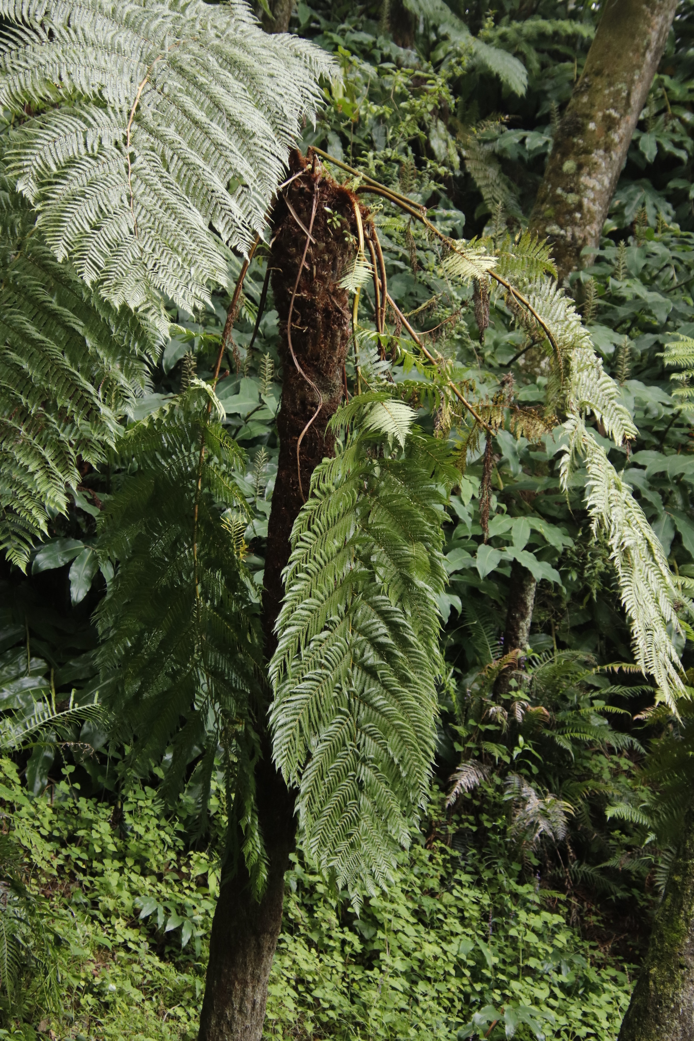 Alsophila thomsonii
