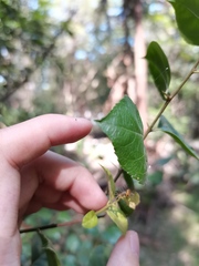 Cupha erymanthis