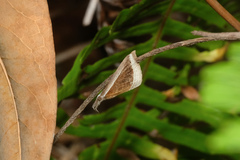 Hypena conscitalis