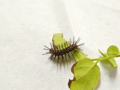 Cupha erymanthis