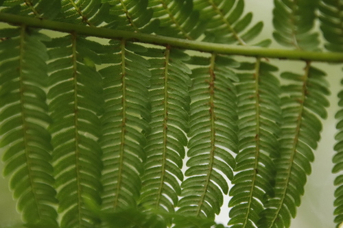 Cyathea thomsonii image