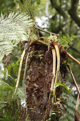 Cyathea thomsonii image