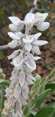 Lupinus cumulicola