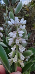 Lupinus cumulicola
