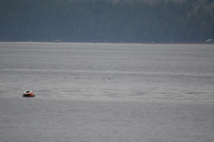 Podiceps auritus
