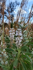 Lupinus cumulicola
