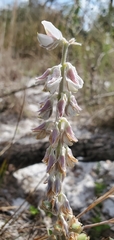 Lupinus cumulicola
