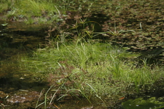 Mariscus longibracteatus image