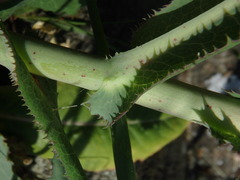 Lactuca virosa