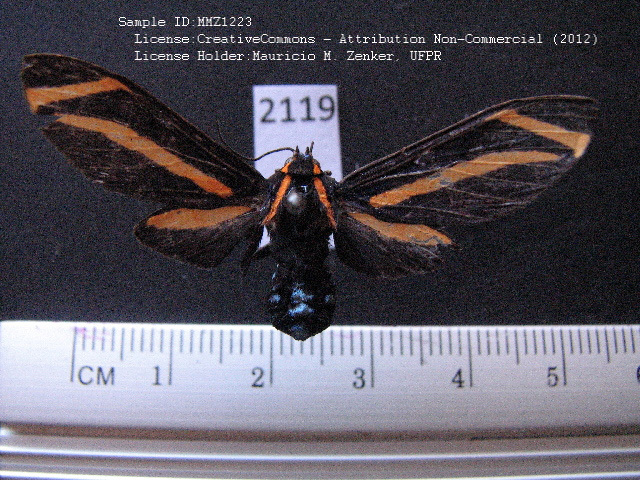 Ormetica rothschildi
