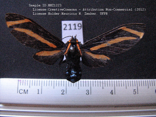 Ormetica rothschildi