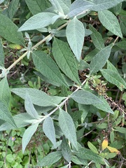 Buddlejeae