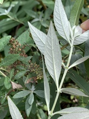 Buddlejeae