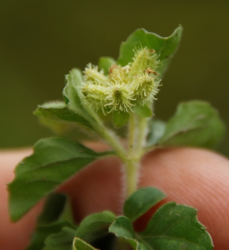 Acanthospermum australe image