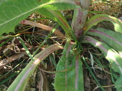 Lactuca virosa