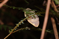 Nothomiza flavicosta