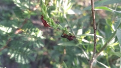 Athaumastus haematicus