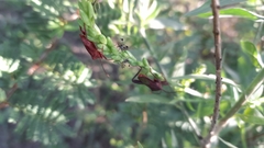 Athaumastus haematicus