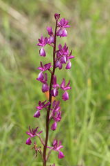 Anacamptis laxiflora
